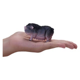 Mojo Farmland Bland Belly Boar 381079