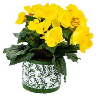 Pot Olea Cylinder vert 11 cm