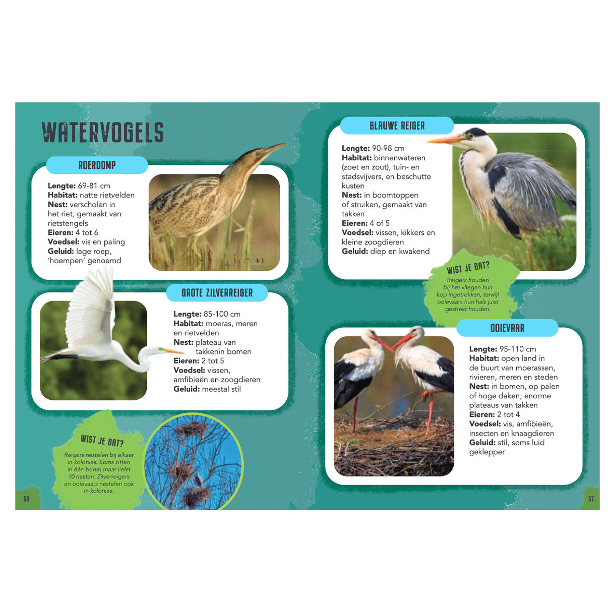 Rebo Editors Vogels - Diario di guida e natura per bambini
