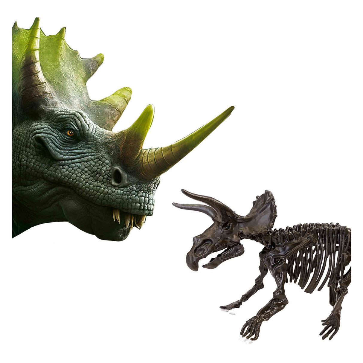 Ses explore dino en skelet opgraven 2in1 - triceratops