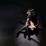 Trixie Collar USB Flash Luucht hell opluedbar TPU rout