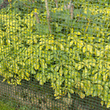 Nature Garden Screen Square Gaas 5x5 mm 1x3 m grön