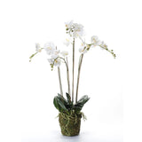 Emerarrd Smaragd Art Planz Orchid mat Moos wäiss 90 cm 20.355