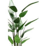 Emaragd Art Planz Heliconia Planz gréng 125 cm 419837