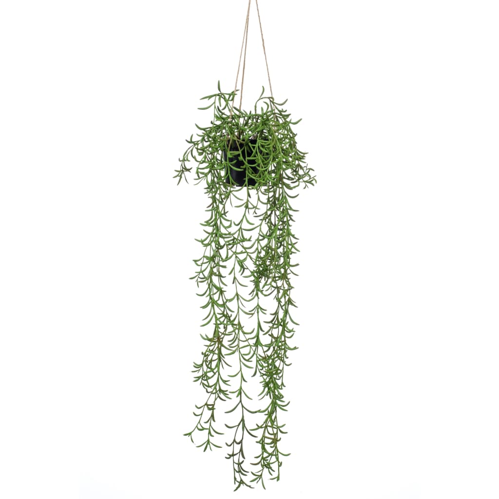Pianta d'arte di smeraldo smeraldo sospeso in pot Senecio 70 cm