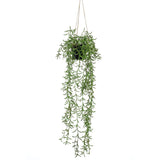 Pianta d'arte di smeraldo smeraldo sospeso in pot Senecio 70 cm