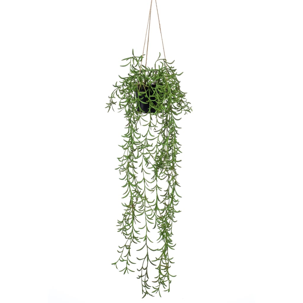 Pianta d'arte di smeraldo smeraldo sospeso in pot Senecio 70 cm