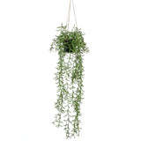 Pianta d'arte di smeraldo smeraldo sospeso in pot Senecio 70 cm