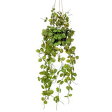 Emerald Emerald Art plant hanging in pot Lantern plant 50 cm