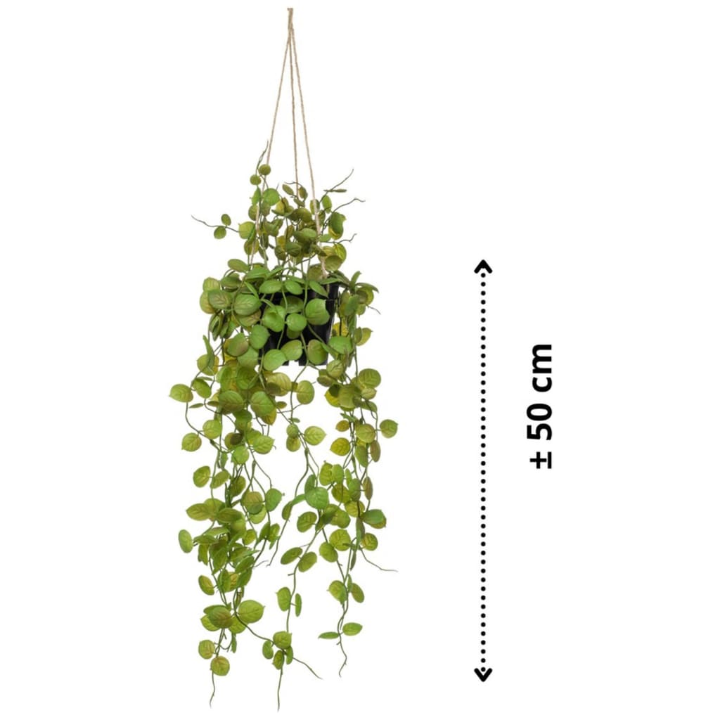 Emerald Emerald Art plant hanging in pot Lantern plant 50 cm
