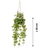 Emerald Emerald Art plant hanging in pot Lantern plant 50 cm