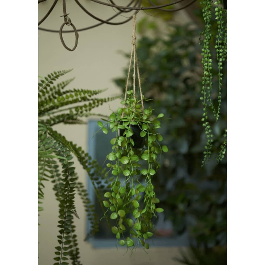 Emerald Emerald Art plant hanging in pot Lantern plant 50 cm