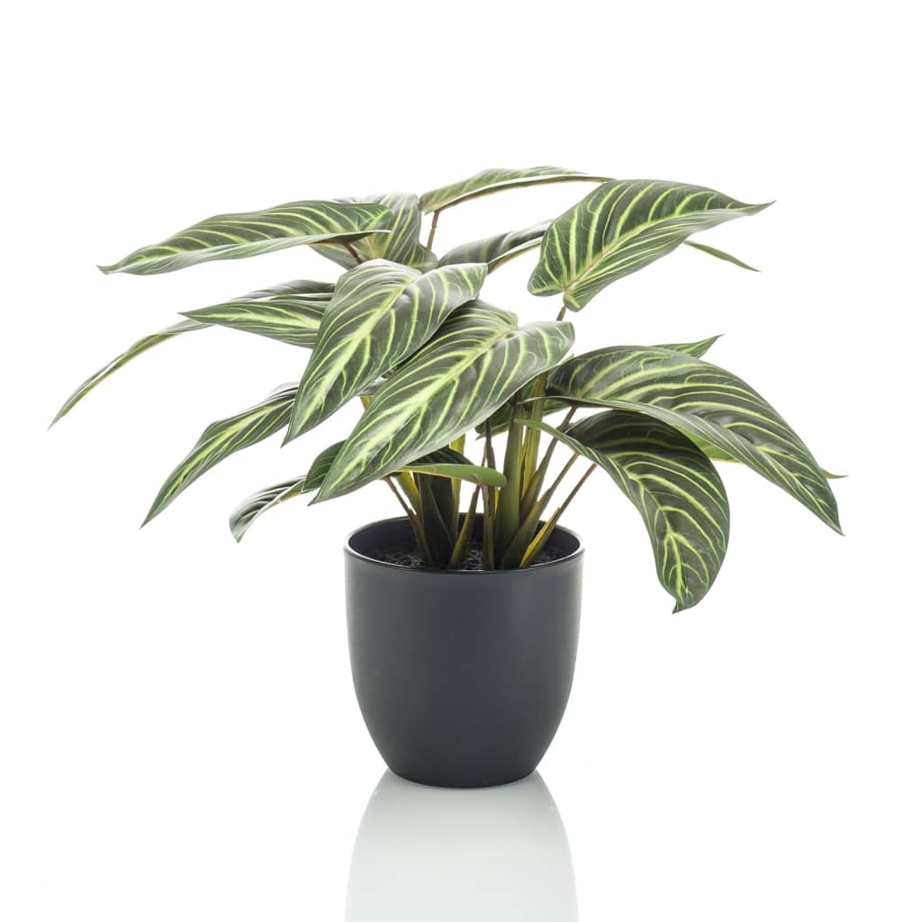 Emoragd Smaragd Art Planz an de Pot Zerbina Calathea 38 cm