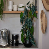 Emerald Emerald Kunstpflanze in Topf Alokasia 75 cm