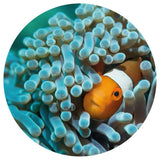 Wallart Wallart Wallow Circle Nemo Anemonfish 142,5 cm